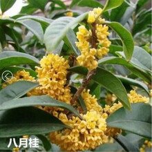 亚招 桂花苗 嫁接桂花树苗 桂花盆栽 地栽苗 八月桂 3年苗