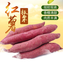 陕西板栗薯红薯 沙地秦薯番薯黄心农家地瓜 2.5kg