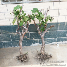 葡萄树苗地栽爬藤南方北方种植品种巨峰夏黑玫瑰香阳光玫瑰葡萄苗 7年苗葡萄 70cm(含)-79cm(含)