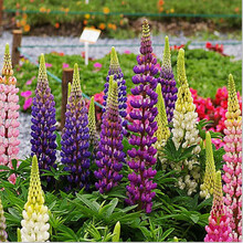 一播大地 鲁冰花种子羽扇豆进口鲁冰花种子 阳台盆栽观赏花卉种子耐寒多年生花种子 羽扇豆种子 100粒