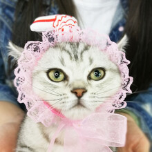 狗狗帽子宠物头套猫咪帽子头饰造型帽泰迪变身帽狗猫帽 沉迷吸猫(头围21cm-41cm) S-小型