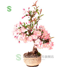 绿丝绦 茶花富贵籽樱花红枫紫藤树苗花卉盆栽 白紫玉兰花苗木 庭院阳台观花观叶绿植盆栽包邮 樱花 2年苗