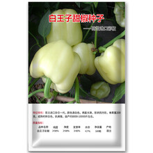 凤鸣雅世  彩椒种子甜椒菜椒青椒辣椒种籽方形灯笼椒四季阳台盆栽籽种孑蔬菜种子红椒黄高产甜椒籽蔬菜种籽 白王子白色方型甜椒种子 100粒