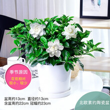 迷你小玫瑰花大盆栀子花盆栽带花苞四季开花办公室内植物花卉绿植 栀子花北欧素约陶瓷盆 带盆栽好