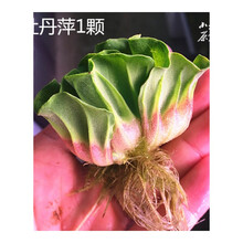 惊爆浮性水质净化水莲花水芙蓉水培水草鱼缸浮萍活体植物水池造景 牡丹浮萍1颗(新)