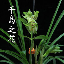 高宅兰花苗 春兰 花蝴蝶 大富贵金云牡丹朱金荷皓月荷素盆栽花卉绿植 春兰千岛之花1苗