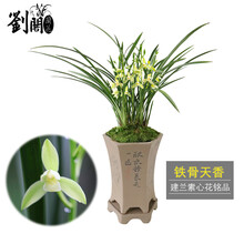 刘阁兰花苗 建兰素心花铭品 铁骨天香 夏带浓香花苞 绿植兰草花卉盆栽 2苗特价引种，关注送肥送说明书
