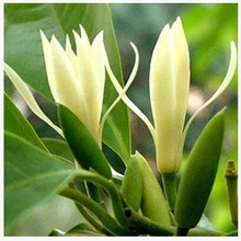 白兰花盆栽 黄桷兰嫁接白兰花苗香白玉兰花树苗 黄兰盆栽地栽苗 白兰4年苗