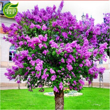 丁香花树苗花苗浓香花卉种植盆栽地栽四季常青别墅盆栽庭院别墅 喜马丁香 4年苗2公分粗