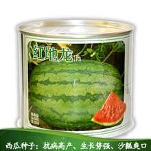 中科茂华 瓜果蔬菜水果种子 懒汉新希望 红地龙西瓜种子 懒汉大果不打杈西瓜 大红瓤抗重茬沙瓤超甜 特选红地龙 西瓜种子10克（简装）
