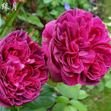 【19.8元任意3颗】蔷薇花苗爬藤月季浓香型四季爬墙庭院大花盆栽开花不断玫瑰带花苞 玫红色 莎士比亚3颗 不含盆