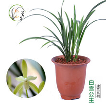 兰界 兰花 金荷 建兰四季兰 荷瓣浓香矮种兰花盆栽 3苗白雪公主（关注送肥+说明书）