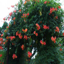 别墅庭院爬藤植物爬山虎树苗 鞭炮花苗 炮仗花攀援花卉油麻藤 凌霄花苗 3年苗