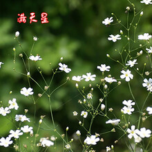 一播大地花卉种子 草花种子花菱草种子 黑心菊种子大滨菊天人菊美女樱 蛇目菊 波斯菊醉蝶花百日草种子 满天星种子 一斤