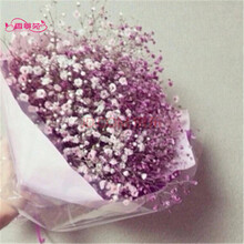 满天星花种子 盆栽植物花卉四季播易种室内花草阳台多肉玫瑰 淡紫色满天星50粒