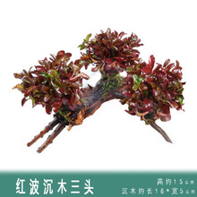 热带鱼缸造景懒人三头水草沉木活体装饰套餐植物 红波+沉木3头