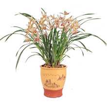 【新品促销】兰花苗 嫦娥奔月 建兰四季兰绿植花卉好养盆栽 嫦娥奔月5苗送植土