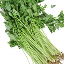 密园小农 小香芹菜 500g 新鲜蔬菜