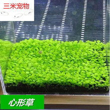 水族箱生态鱼缸造景水草种子套餐 前景草 后景草种子 速成草皮 心形草（20克）