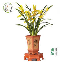 兰界 兰花苗 虞姬 浓香建兰四季兰花卉绿植物好养易花 7苗虞姬