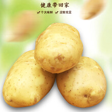 【-顺丰配送】红六福 新鲜高山土豆带箱10斤农家自种粉嫩洋芋马铃薯当地土特产粉糯沙土豆 免邮