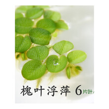 槐叶浮萍6片叶/组桌面生态鱼缸微景盆景造景装饰水面植物活体水草 槐叶浮萍(买5份送1份)