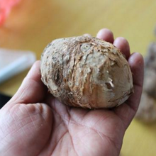 独角莲种子 丁独豆独角连（莲）丁独豆独角连（莲）独角莲新鲜种子 3-4个一斤