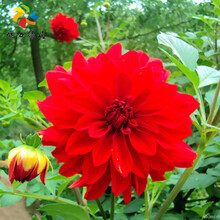 旭力 盆栽球根花卉 大丽菊种根 大丽花种球 大理花苗 庭院植物 花期长 红灯