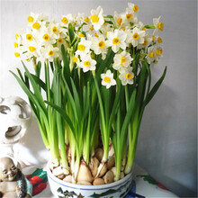 桌面水培巴西木 碗莲 百合 水仙花种球西洋球根 水仙花种子水培花卉植物 多头洋水仙花大种球迎客松盆栽 种球3个+陶瓷花盆