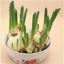 桌面水培巴西木 碗莲 百合 水仙花种球西洋球根 水仙花种子水培花卉植物 多头洋水仙花大种球迎客松盆栽 种球1个+塑料花盆