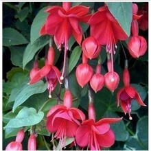 帅轩园艺 倒挂金钟/灯笼花/花种子/吊钟海棠 室内阳台客厅盆栽花籽 20粒装 垂枝灯笼