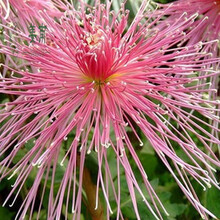 瑞天园艺 菊花苗菊花大苗四季花卉盆栽植物菊花保证颜色当年开花 蓝贵宾 粉切花