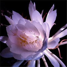 盆栽花卉昙花苗 昙花苗 琼花苗 俗称月下美人 颜色齐全 当年开花- 紫色2年带根苗 不含盆