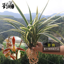 刘阁兰花 墨兰报岁兰 日向 冬带花苞出售大金边高档线艺兰花苗好养易活 办公室花卉盆栽包邮 2苗连体，关注送肥送说明书