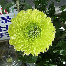 瑞天园艺 菊花苗菊花大苗四季花卉盆栽植物菊花保证颜色当年开花 蓝贵宾 绿牡丹