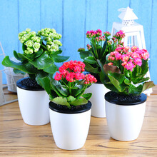 世纪奥桥玫瑰美人菊铁海棠仙客来虎刺梅绿植盆栽花卉办公室内客厅花卉植物盆栽盆景带自动吸水盆 长寿花【自动吸水花盆】