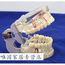 【口腔牙模型】价格_图片_品牌