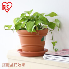 爱丽思 彩色树脂仿陶花盆 多肉盆栽植物花卉绿植绿萝兰花月季盆加厚圆形室内阳台庭院办公室种植盆 10号米白