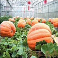 蔬菜种子 阳台盆栽种子四季播 黄瓜种子南瓜苦瓜香瓜丝瓜瓜种子 巨型南瓜