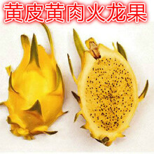 【黄心火龙果】价格_图片_品牌