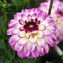 大丽花种球 大丽菊 地瓜花种球 种根室内盆栽大丽花进口球根花卉 百纳 单个种球