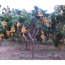 【野黄皮】价格_图片_品牌