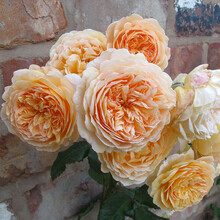 唯友  欧月花苗盆栽花卉植物阳台庭院 藤本花爬藤月季多季开花（带原土营养钵发货） 王妃 1年苗