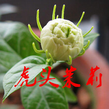 苗白色茉莉虎头茉莉花栀子花双色茉莉盆栽阳台庭院花卉绿植 虎头茉莉3年苗 不含盆