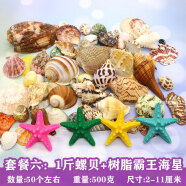 曦凰天然贝壳海螺壳海星珊瑚石儿童玩具装饰鱼缸造景DIY卷贝鱼寄居蟹 套餐六:1斤螺贝+树脂霸王海星