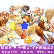 曦凰天然贝壳海螺壳海星珊瑚石儿童玩具装饰鱼缸造景DIY卷贝鱼寄居蟹 套餐五:1斤螺贝+1个琉璃海星