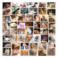 三维工匠60张表情包贴纸可爱卡通文字手账素材手机壳平板电脑装饰防水贴纸 猫猫表情包60张