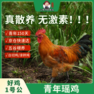 三德子好甄选青年公鸡好鸡1号散养山地跑山鸡肉质鲜嫩 净重1.8-2.1kg