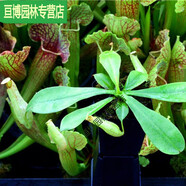 咏幻猪笼草 带盆栽好的 黛瑞安娜猪笼草中苗_直径10-15