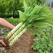 家庭种植蔬菜种子大全四季盆栽阳台庭院小菜园农家有机春夏秋籽孑 四季莴笋1包约200粒